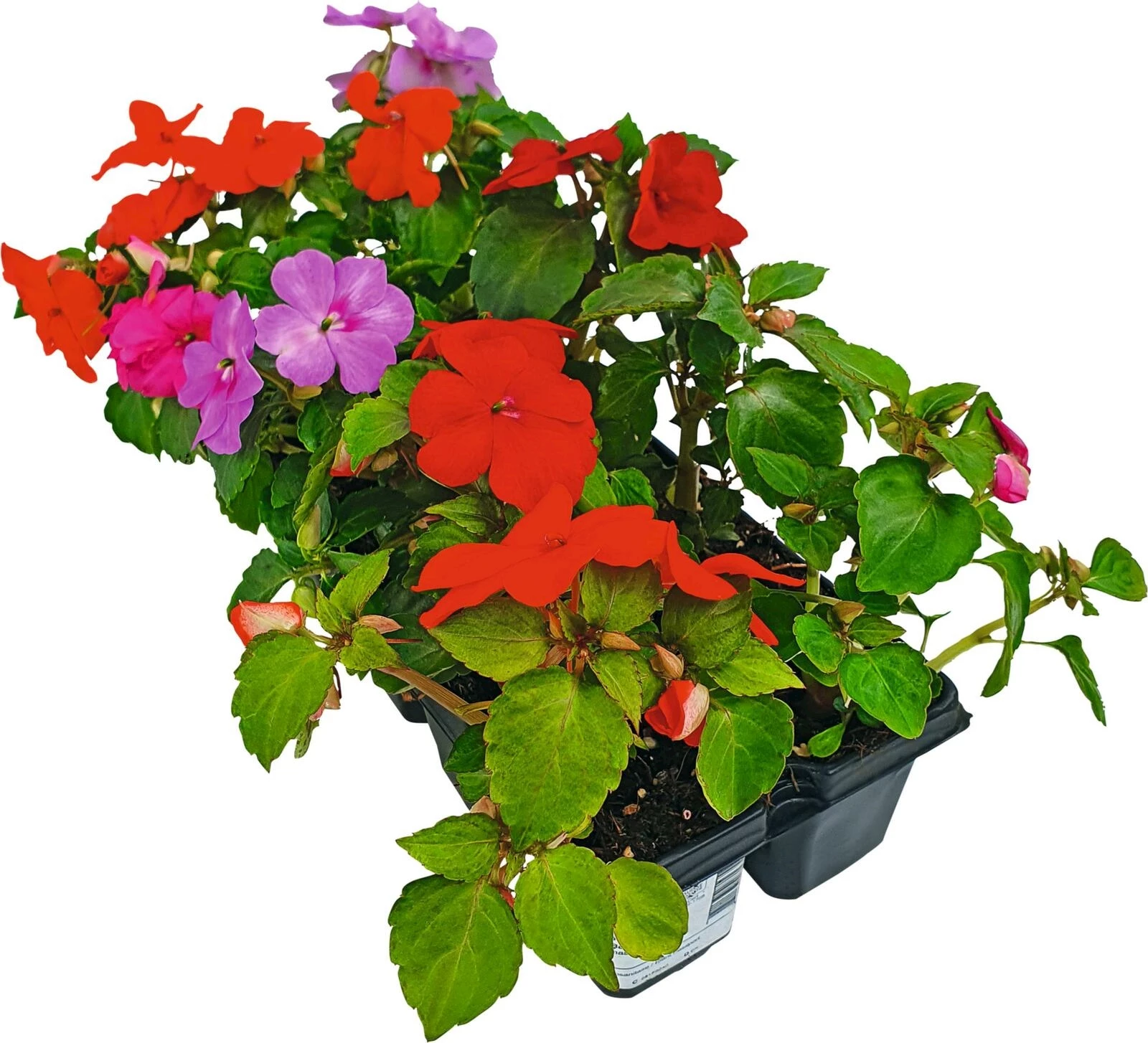 Impatiens walleriana 10er Schale
