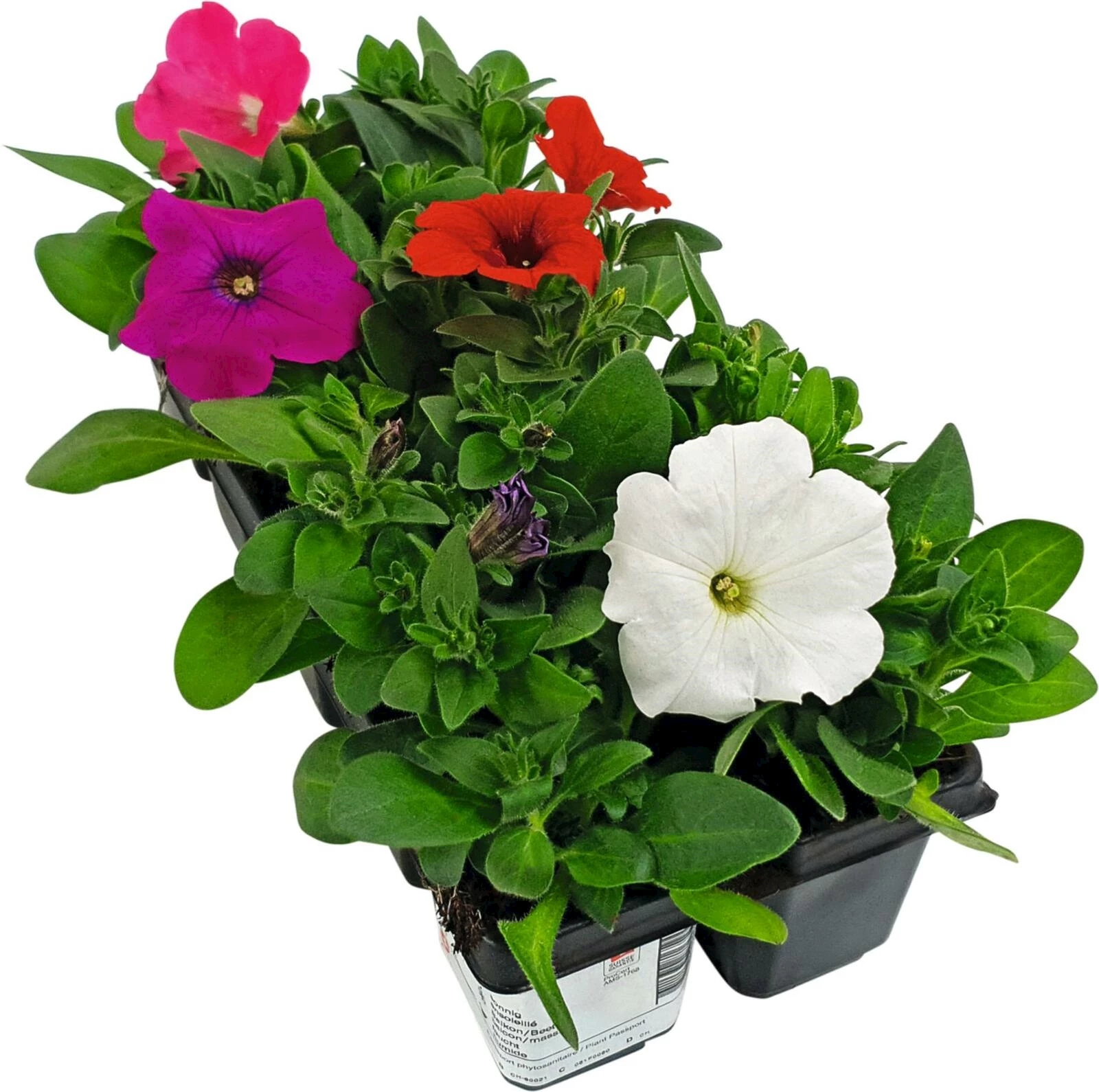 Petunias vertical bac à 10