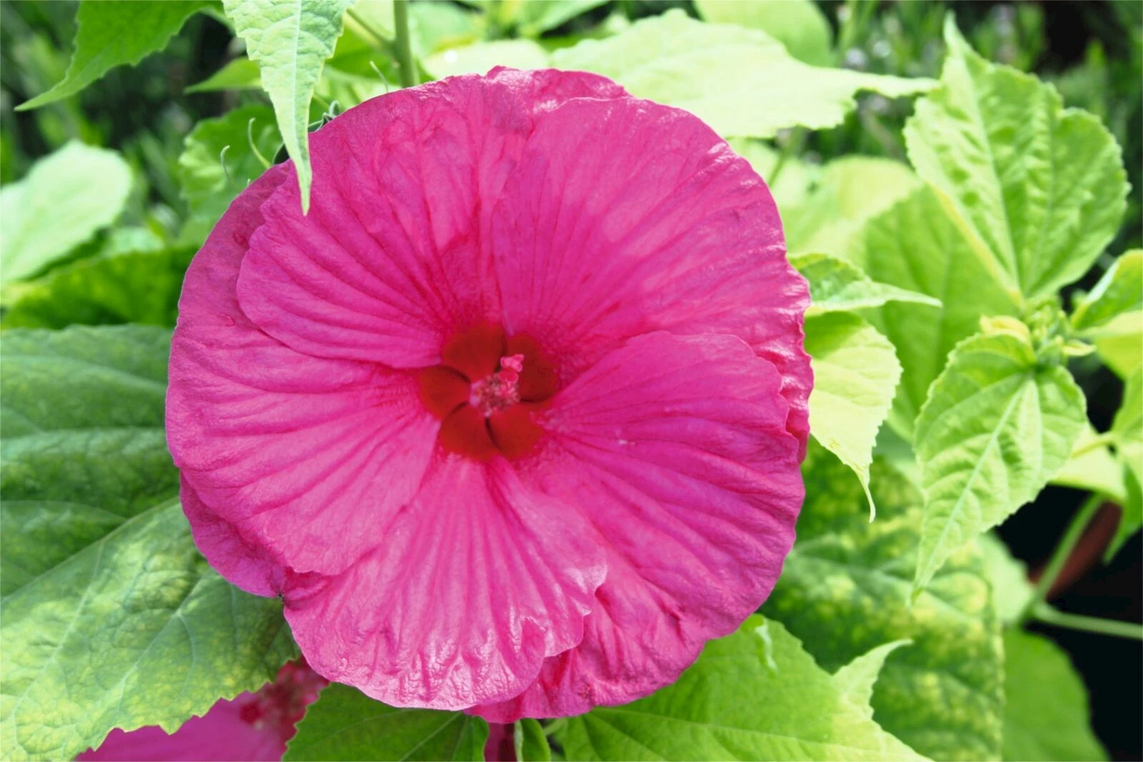 WoWBiscus Luna Pink P23 cm