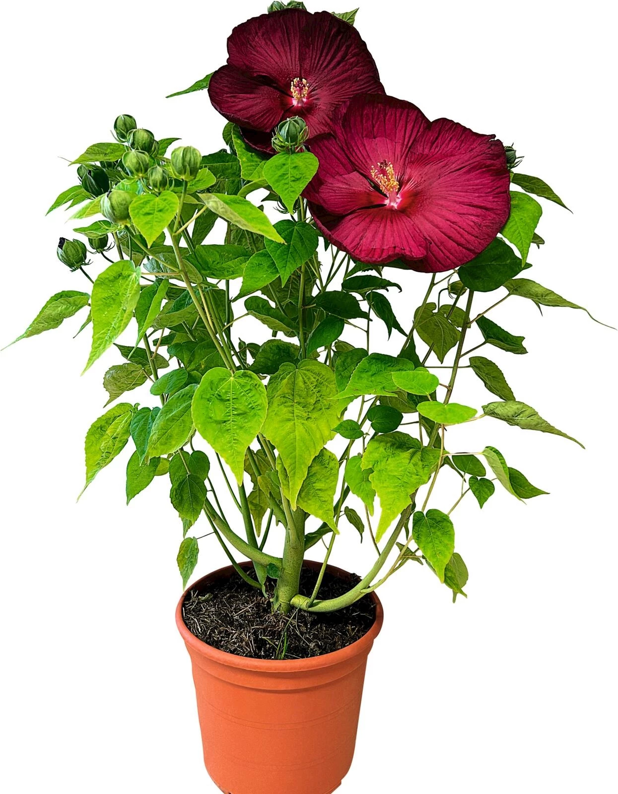 WoWBiscus Luna Red P23 cm