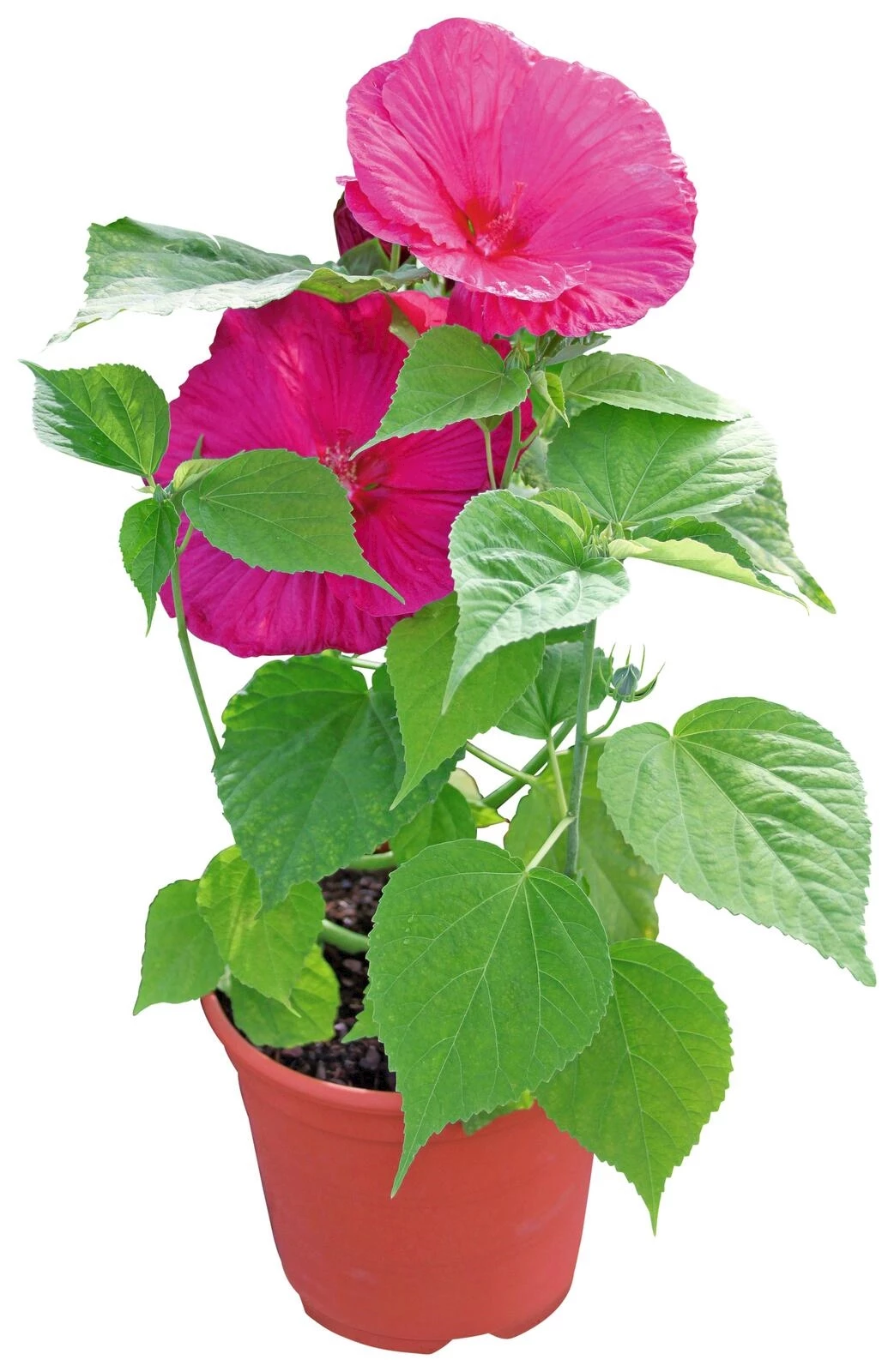 WoWBiscus Luna Rose P23 cm