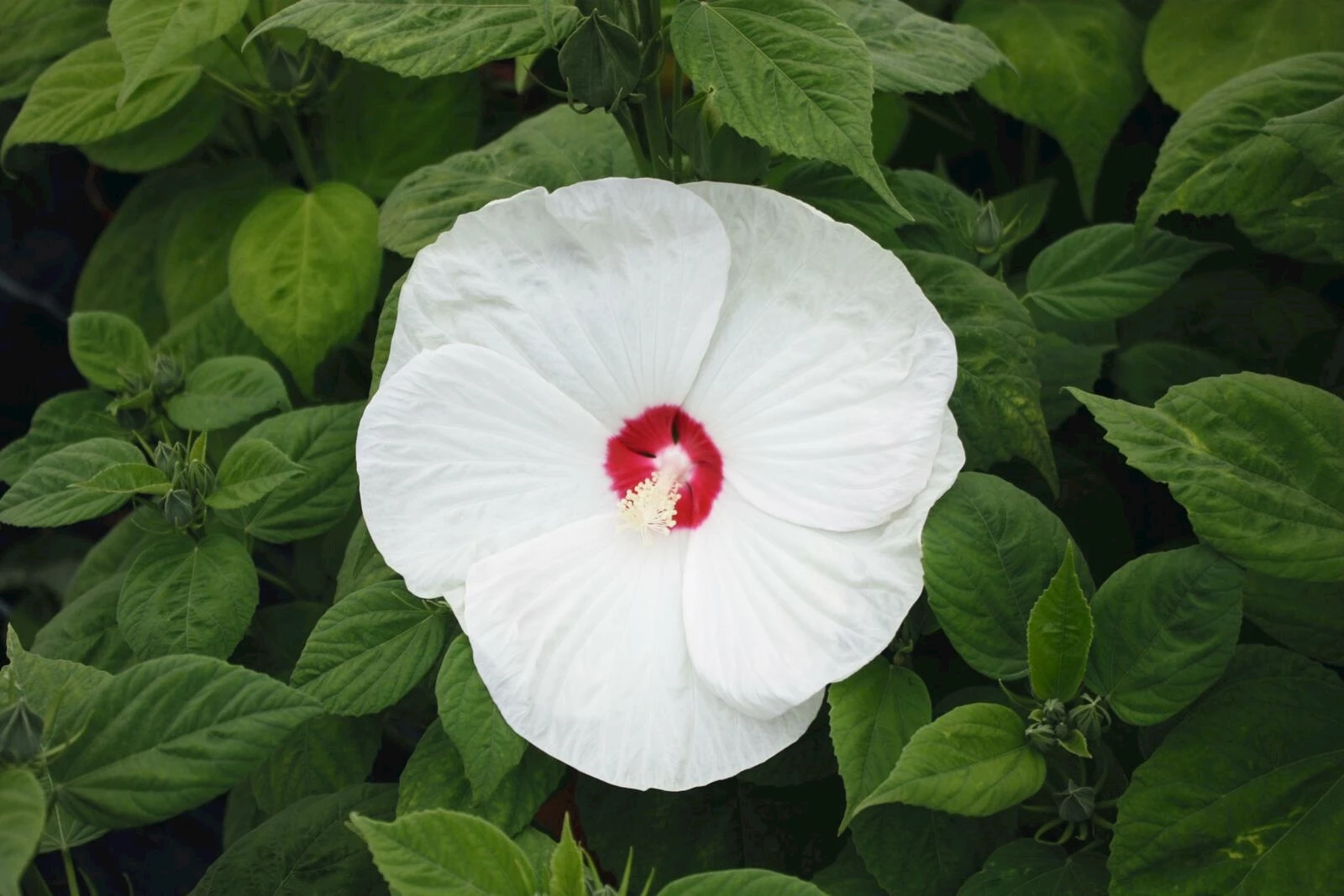 WoWBiscus Luna White P23 cm