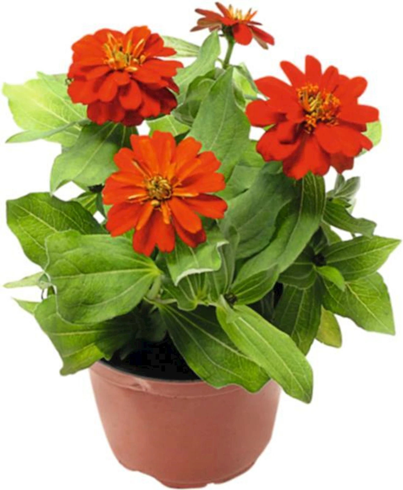 Zinnien in Farben P12 cm