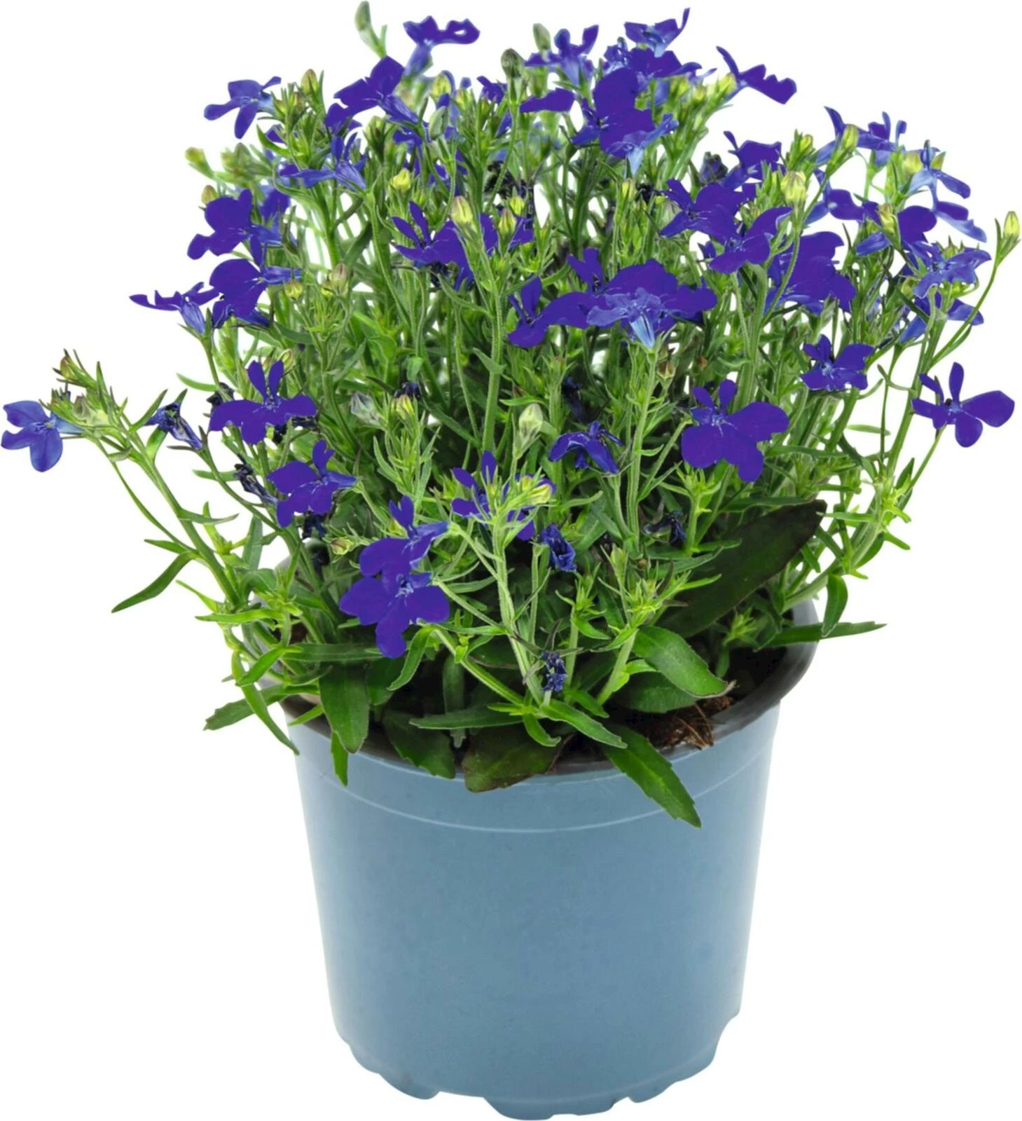 Lobelia Tuff P12 cm
