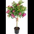 Roses tronc P21 cm