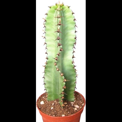 Euphorbia Eritrea P20 cm