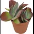 Succulentes P17 cm