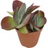 Succulentes P17 cm