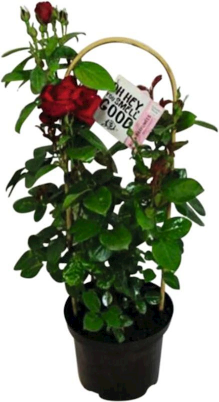 Rosen Pyramiden P18 cm