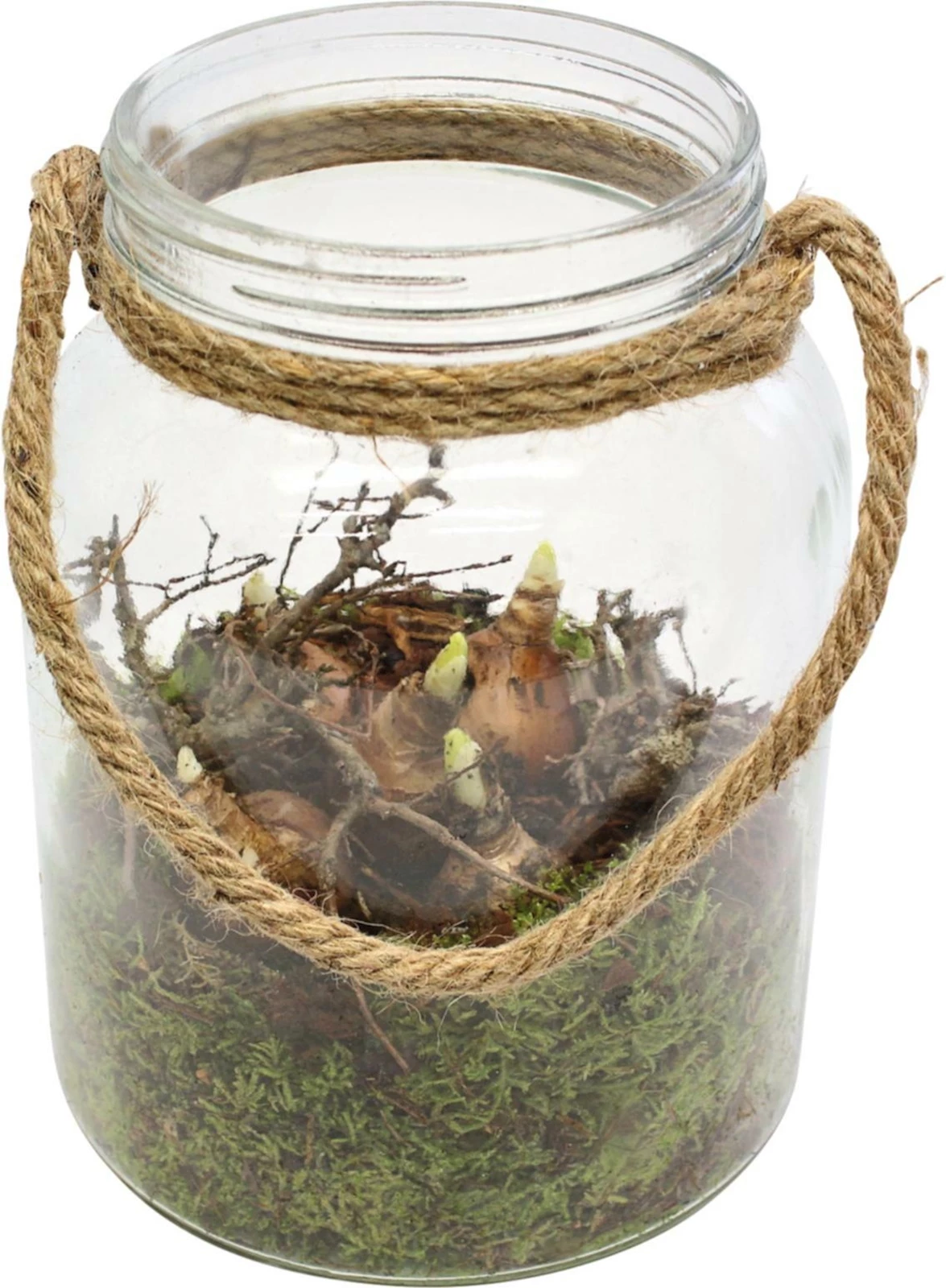 Verre planté Ø16 cm