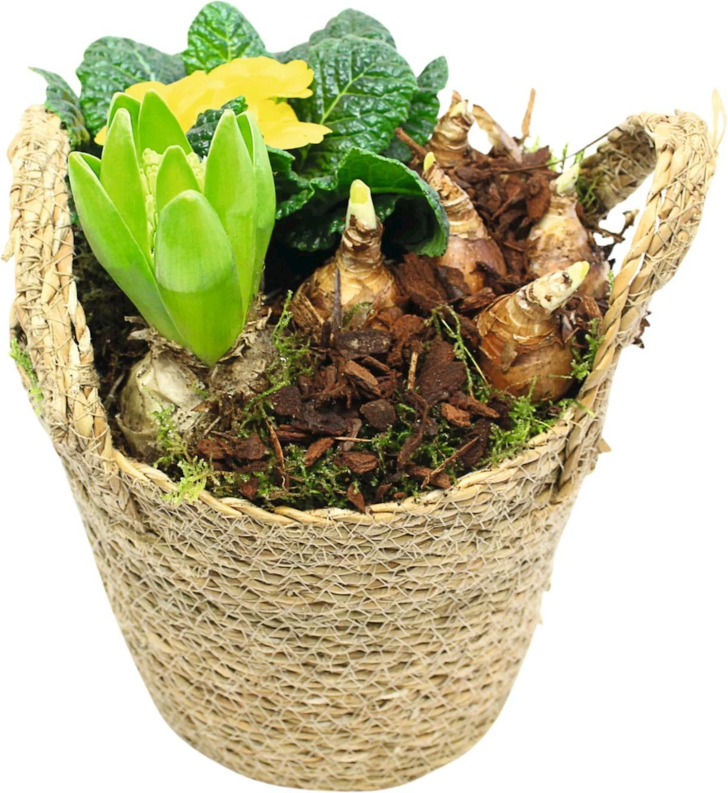 Korb bepflanzt P18 cm