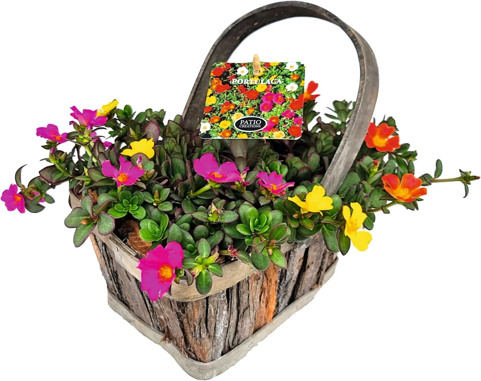 Portulak im Korb P21 × 14cm