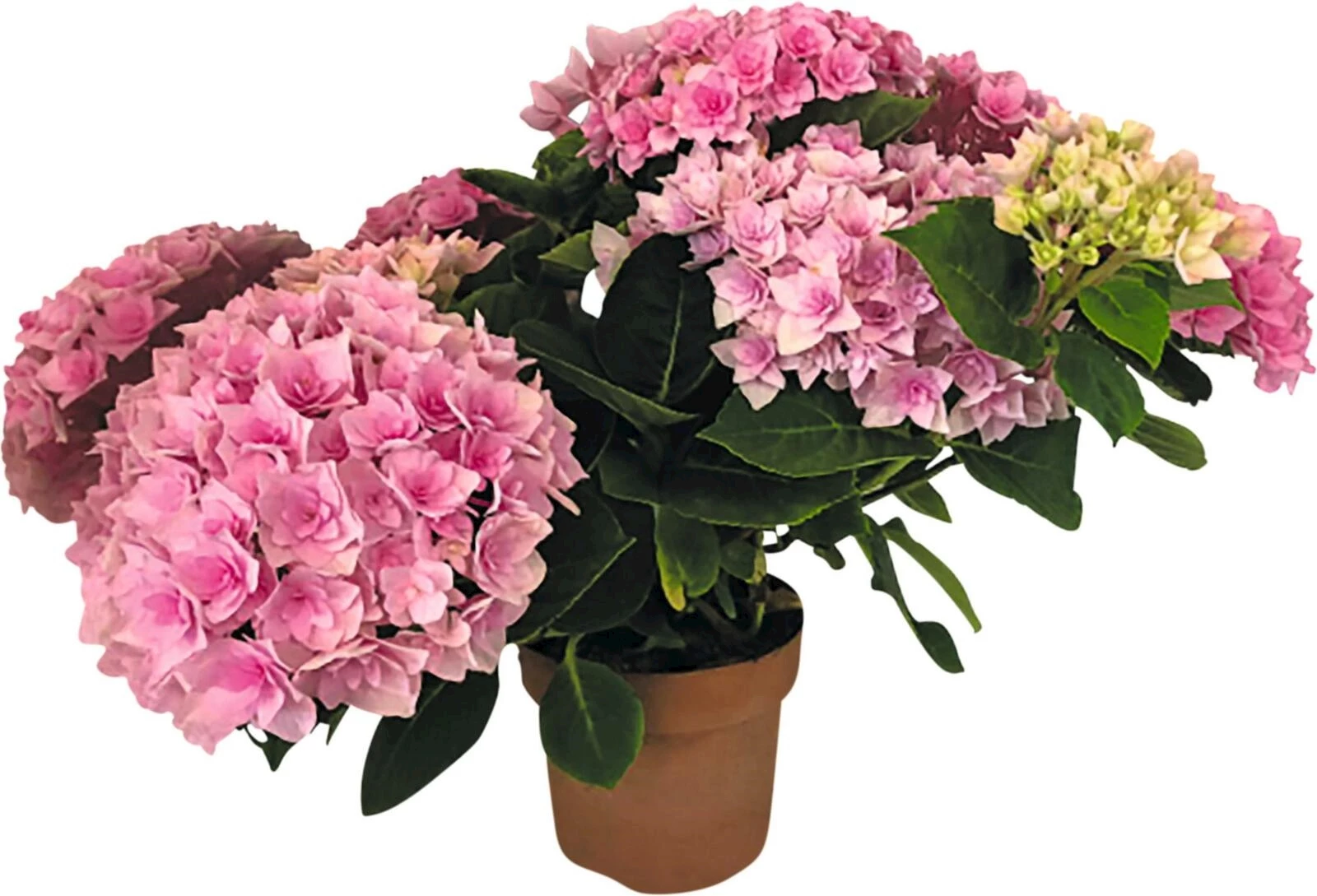 Hydrangea Double Crown P14 cm