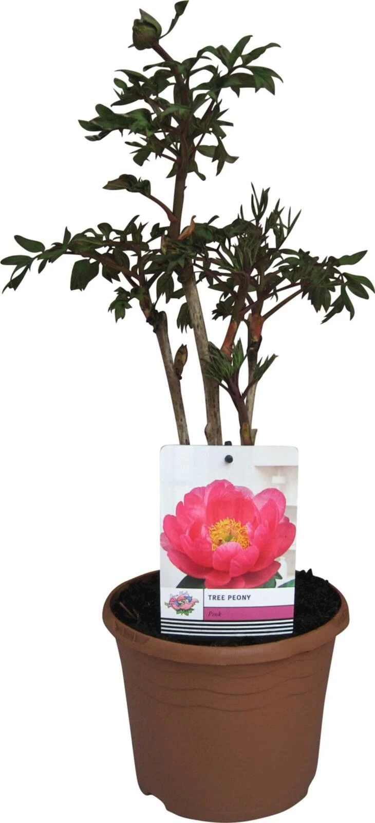 Paeonia suffruticosa C3 l