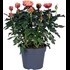 Roses en pot Palace P17 cm