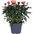 Roses en pot Palace P17 cm