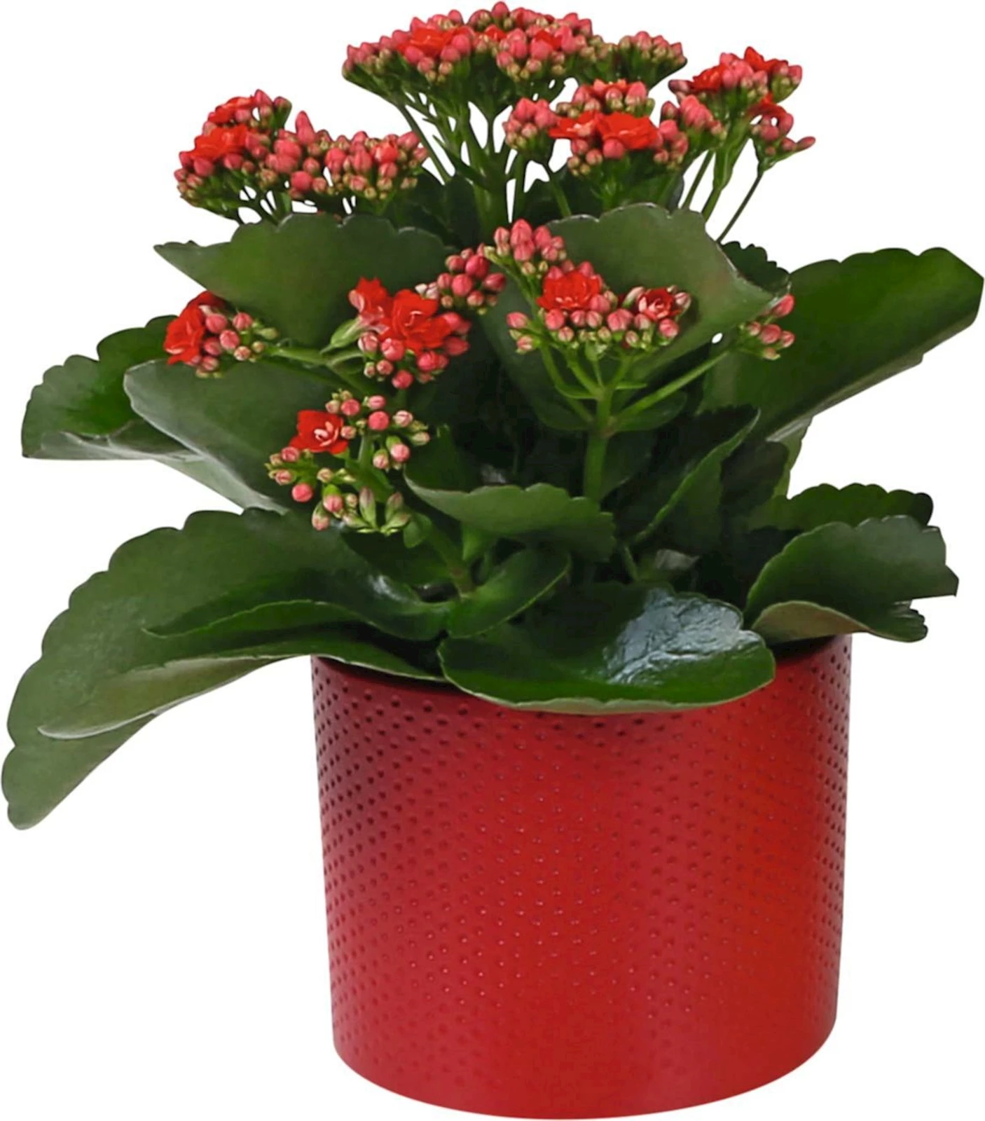 Kalanchoe Rosalina im Keramik P12 cm