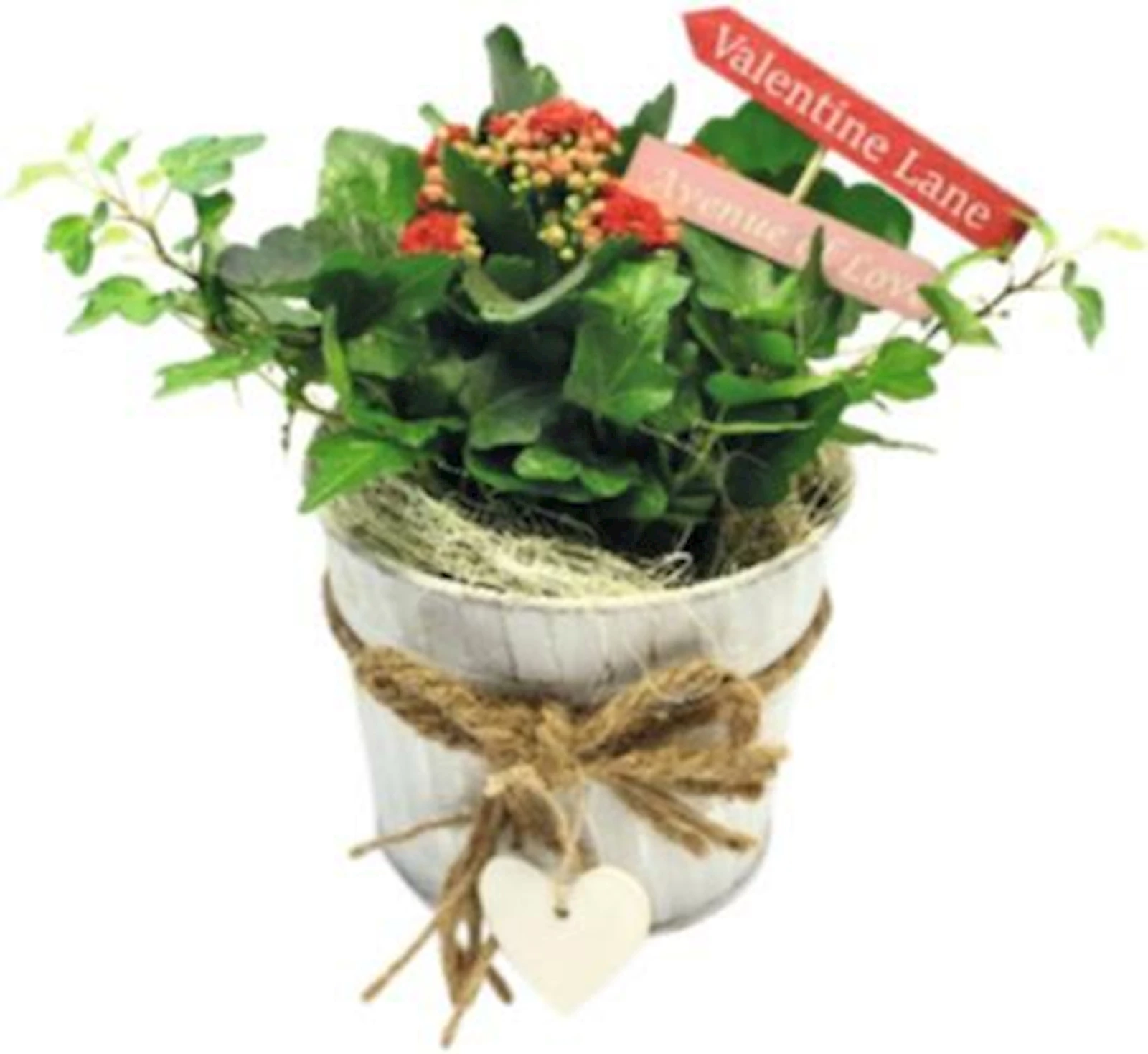 Eimer rosa bepflanzt P13 cm