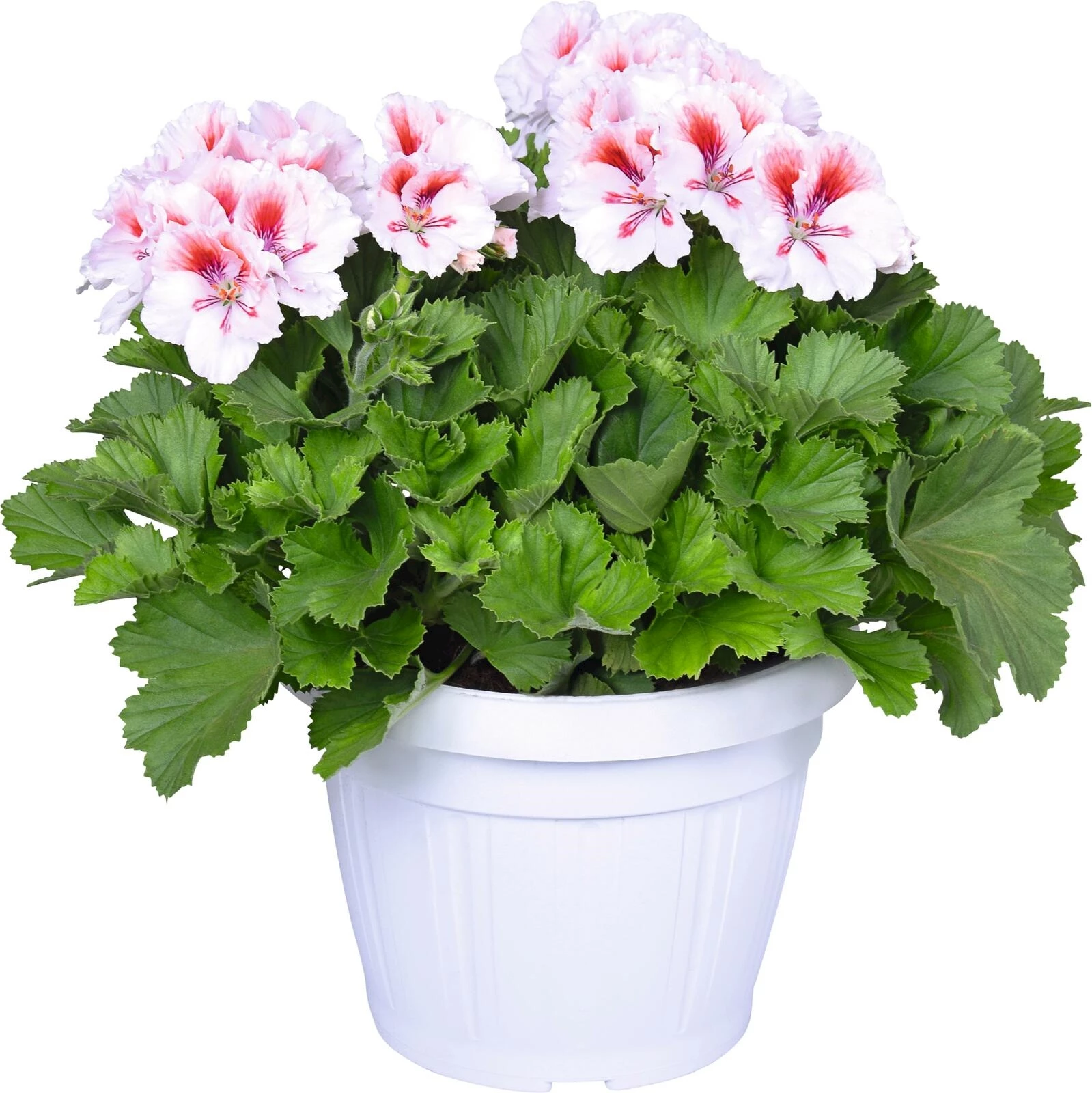 Pelargonium grandif.Busch P22cm