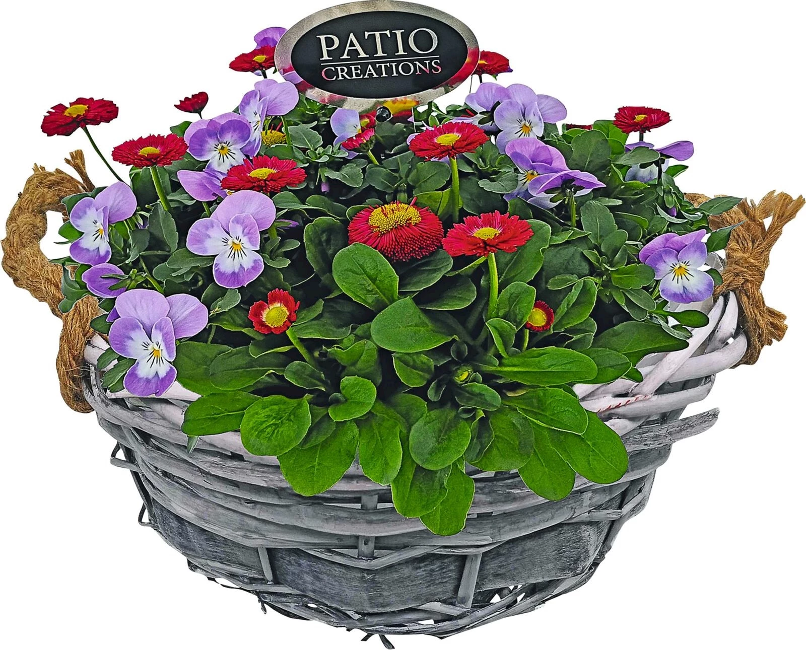 Schale bepflanzt P29 cm