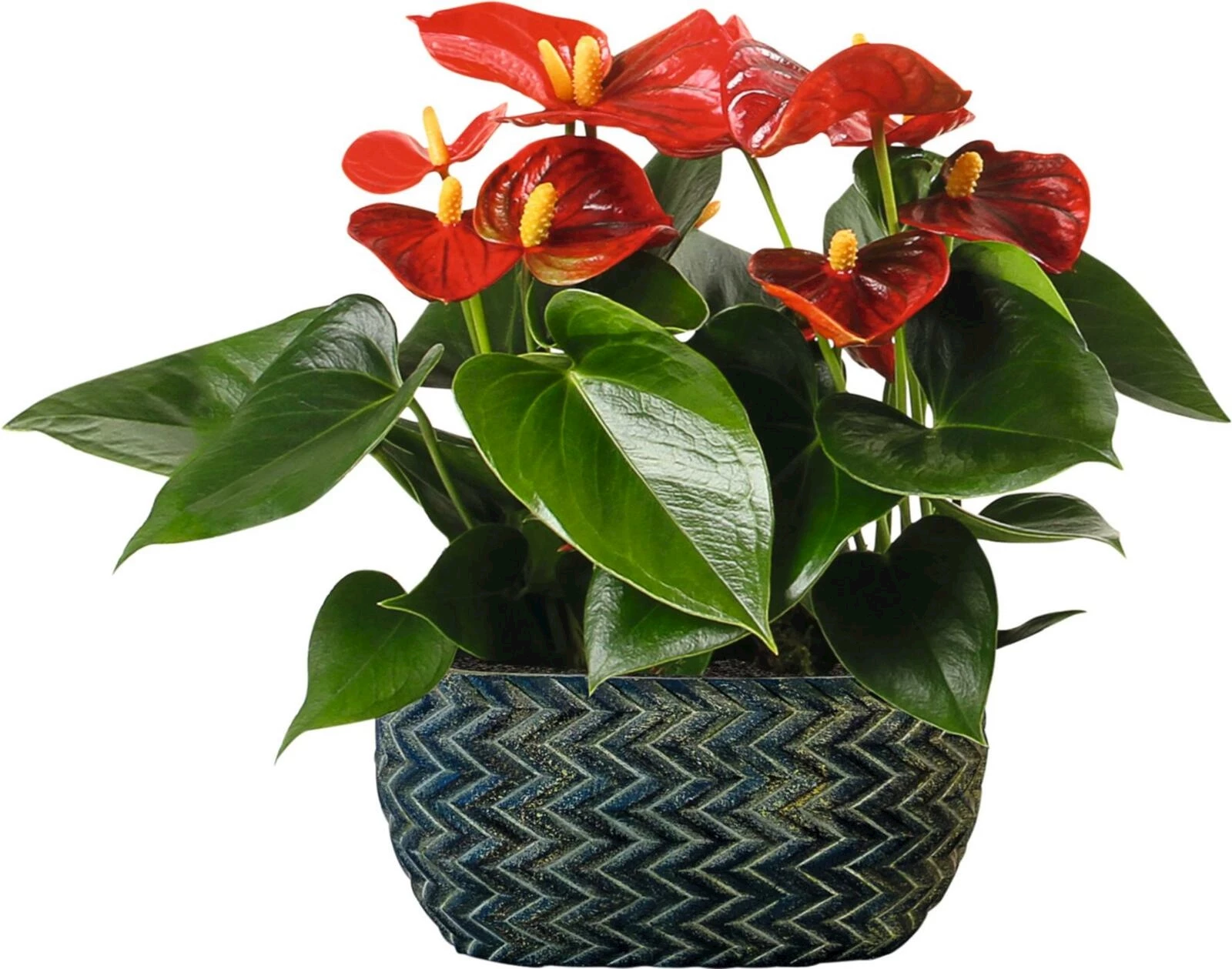 Anthurium de table en CP P17 cm