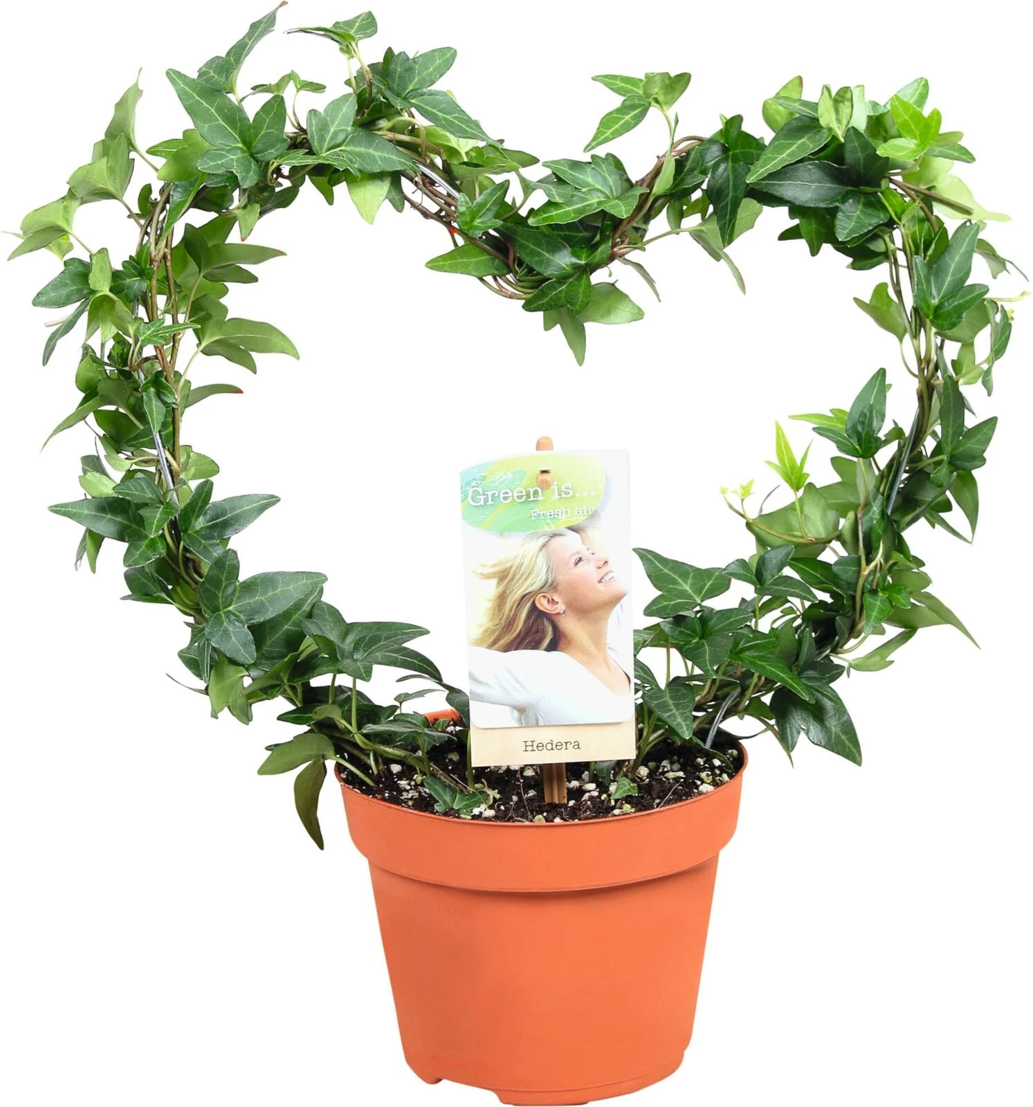 Hedera Helix Herz grünbl. P12 cm