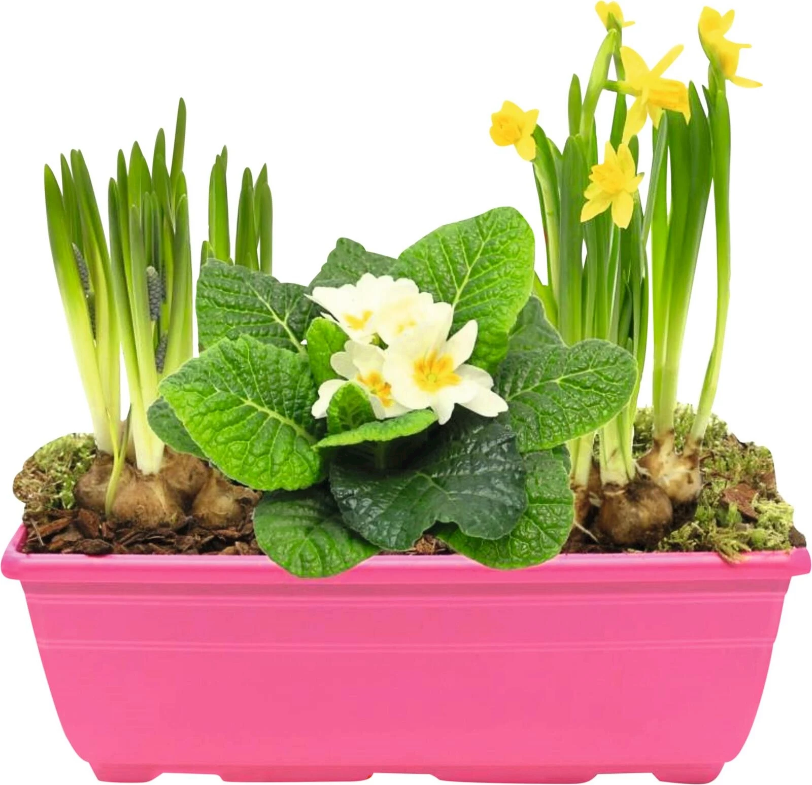 Balkonkiste bepfl.P27x11 cm