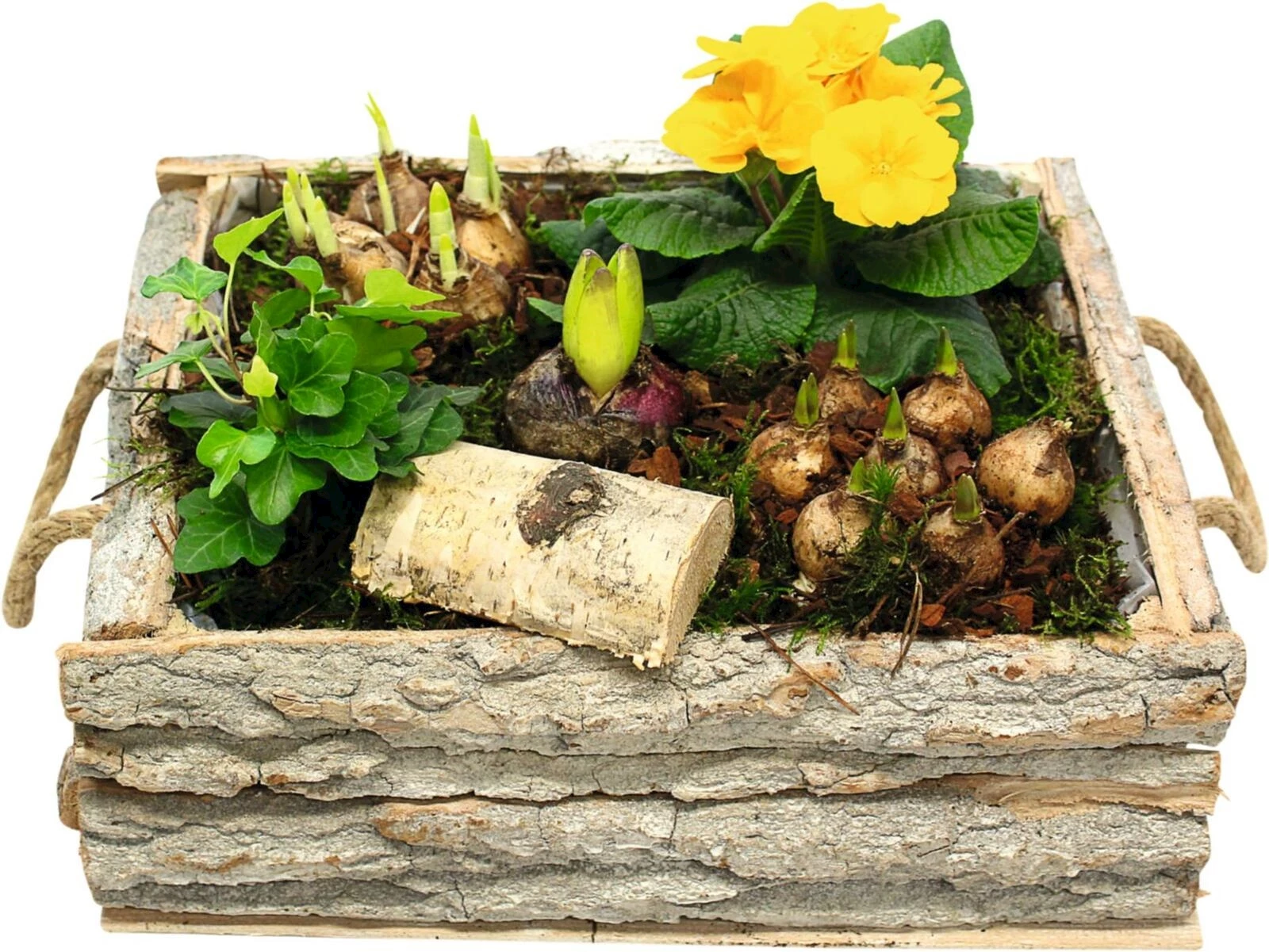 Kiste bepflanzt P29x18 cm