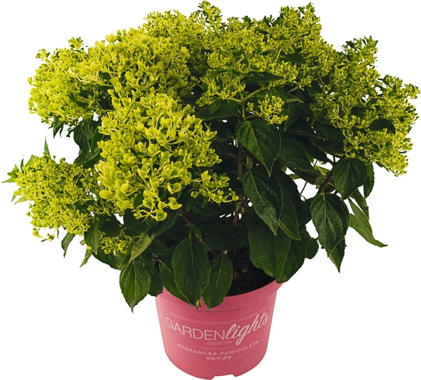Hydrangea paniculata Pink Light P23cm