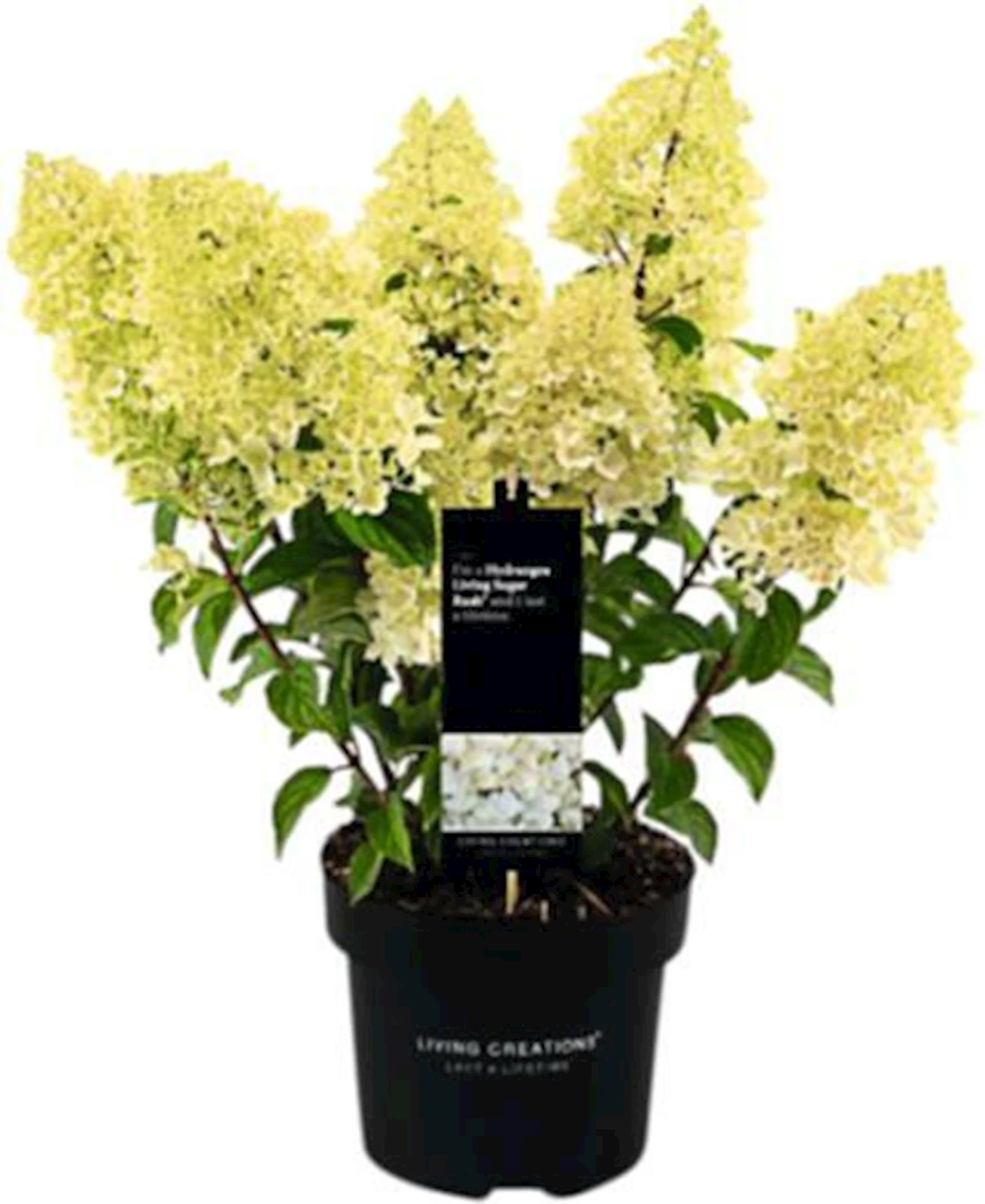 Hydrangea pan. Mix P23 cm