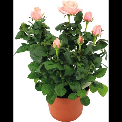 Roses en pot grandes fleurs P14 cm