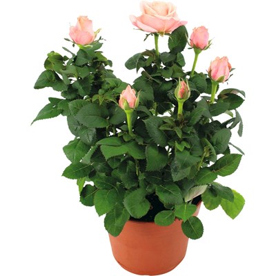 Roses en pot grandes fleurs P14 cm