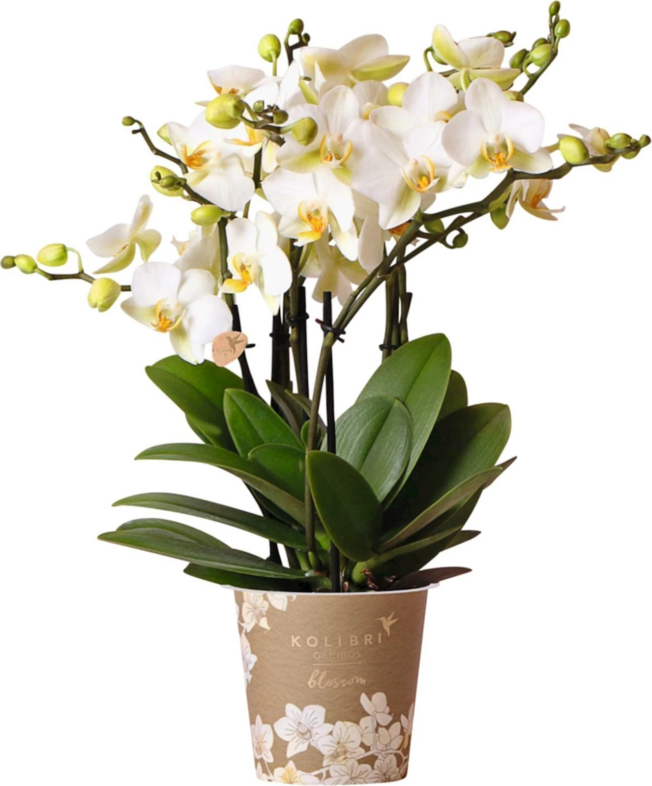 Phalaenopsis Lausanne gestäbt P12 cm