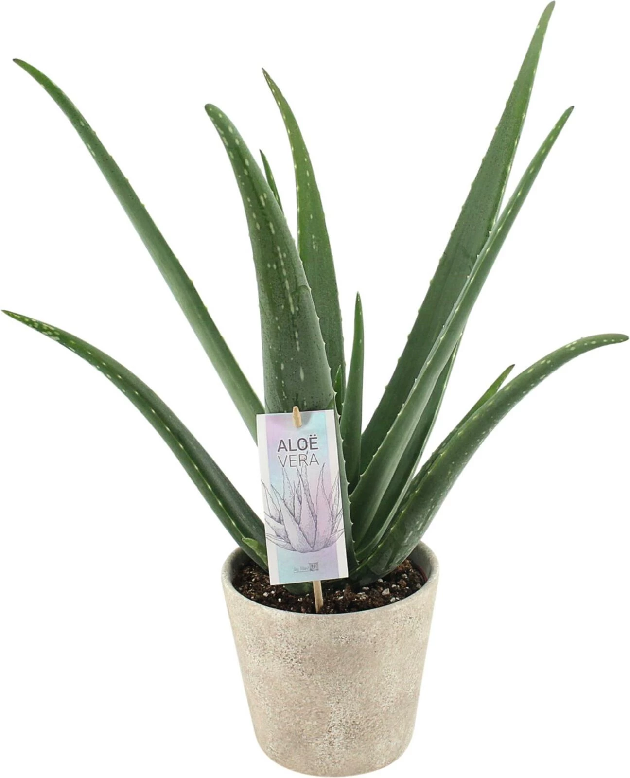 Aloe en CP P15 cm