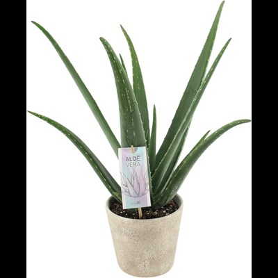 Aloe im UT P15 cm