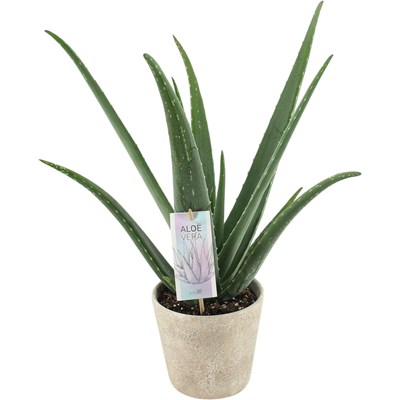 Aloe im UT P15 cm