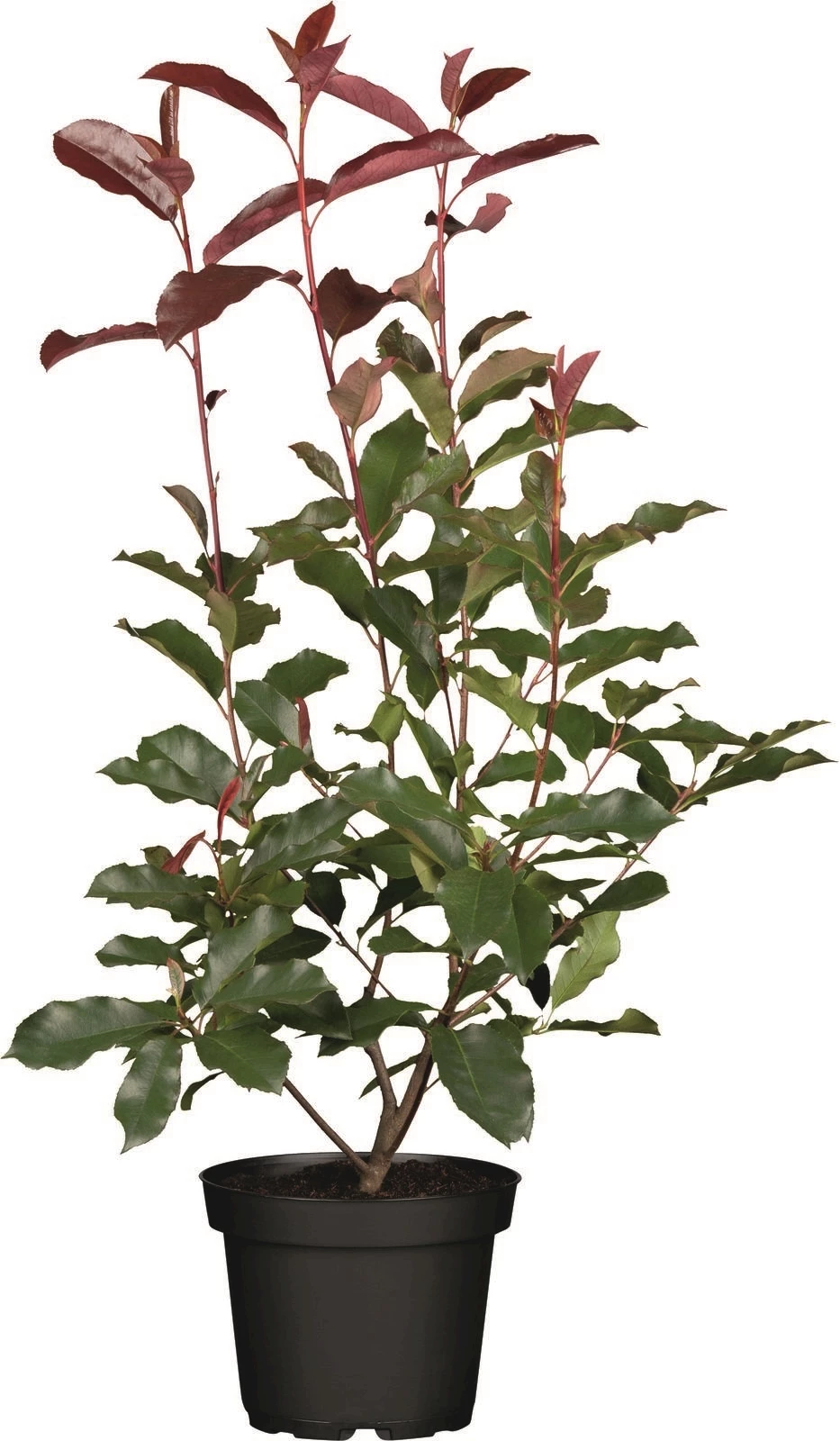 Photinia Red Robin 5 l