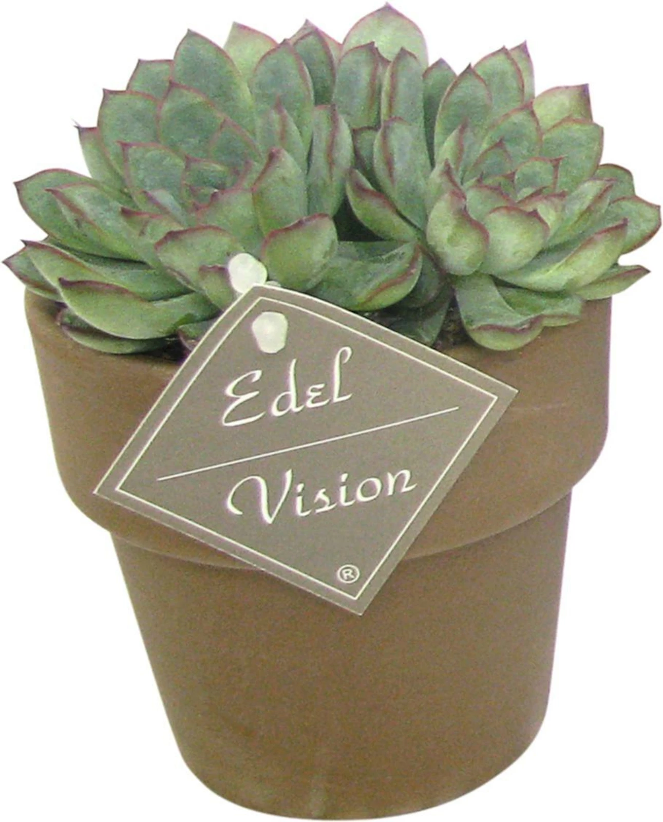 Sukkulenten im UT P10 cm