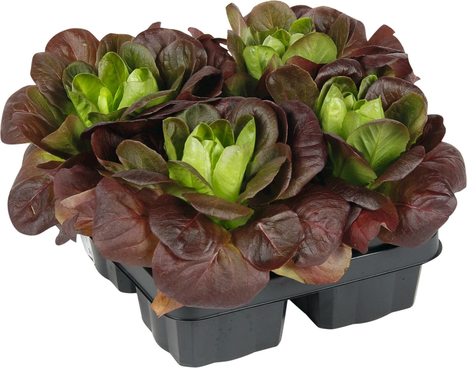 Salanova 4er Set Kopfsalat rot P9 cm