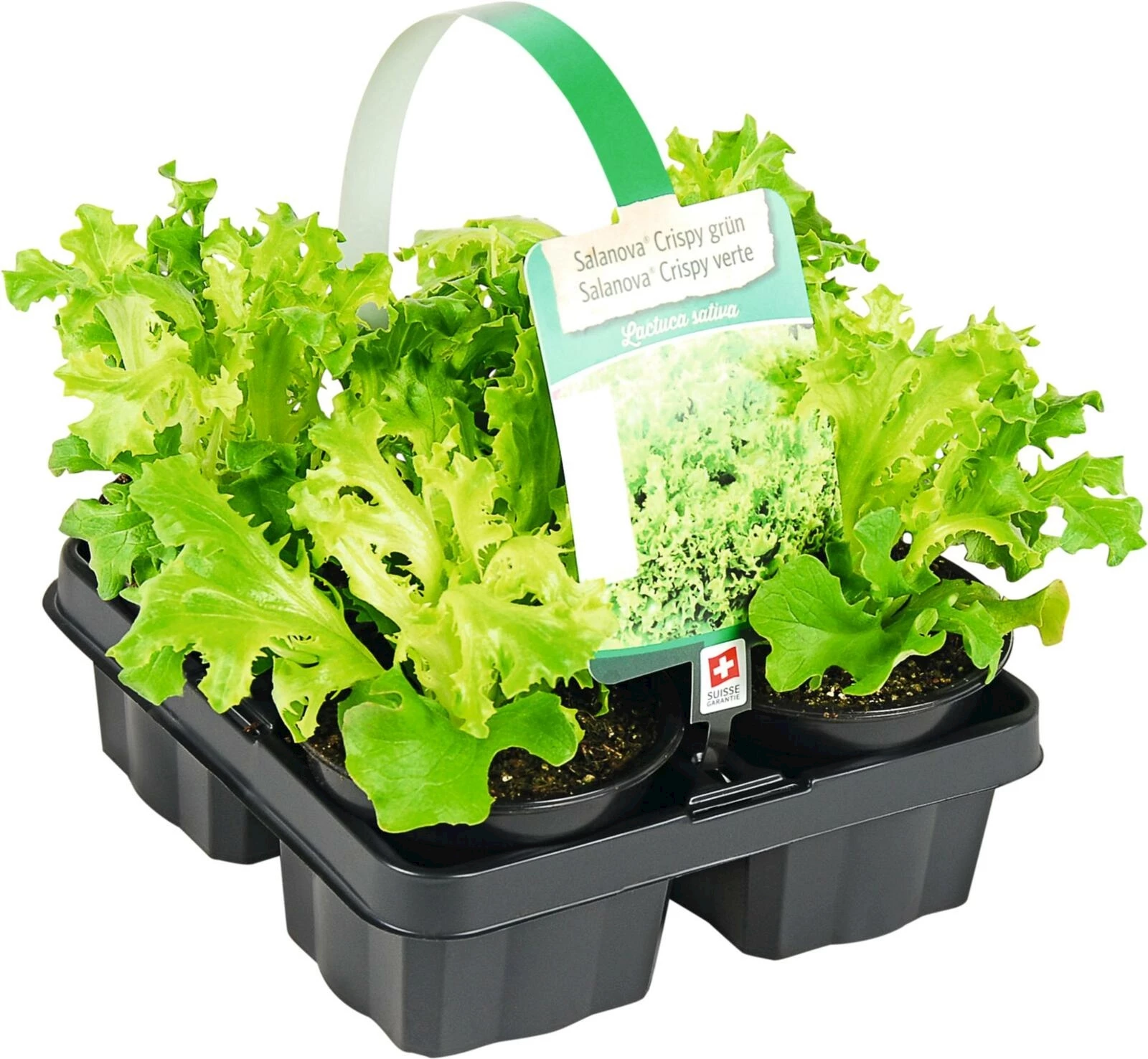 Salanova 4er Set Crispy grün P9 cm kaufen Setzlinge u. Gemüse LANDI