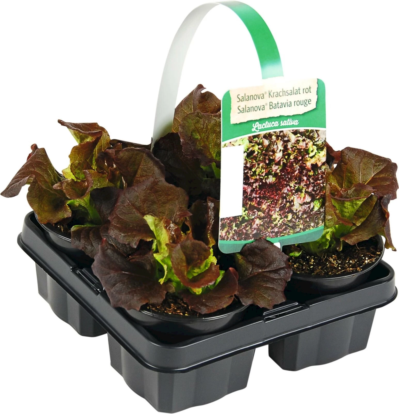 Salanova 4er Set Krachsalat rot P9 cm