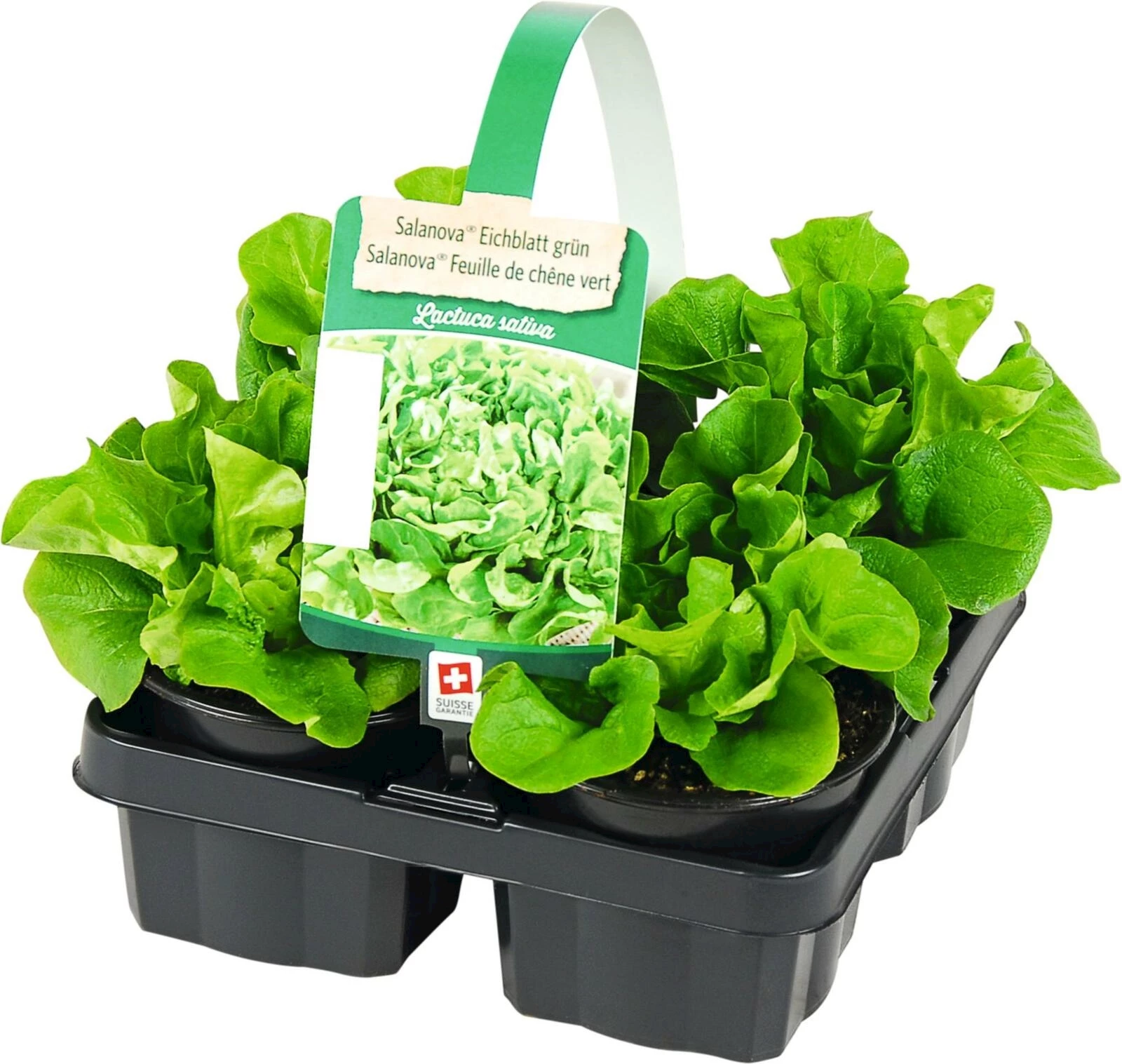 Salanova 4er Set Eichblatt grün P9 cm