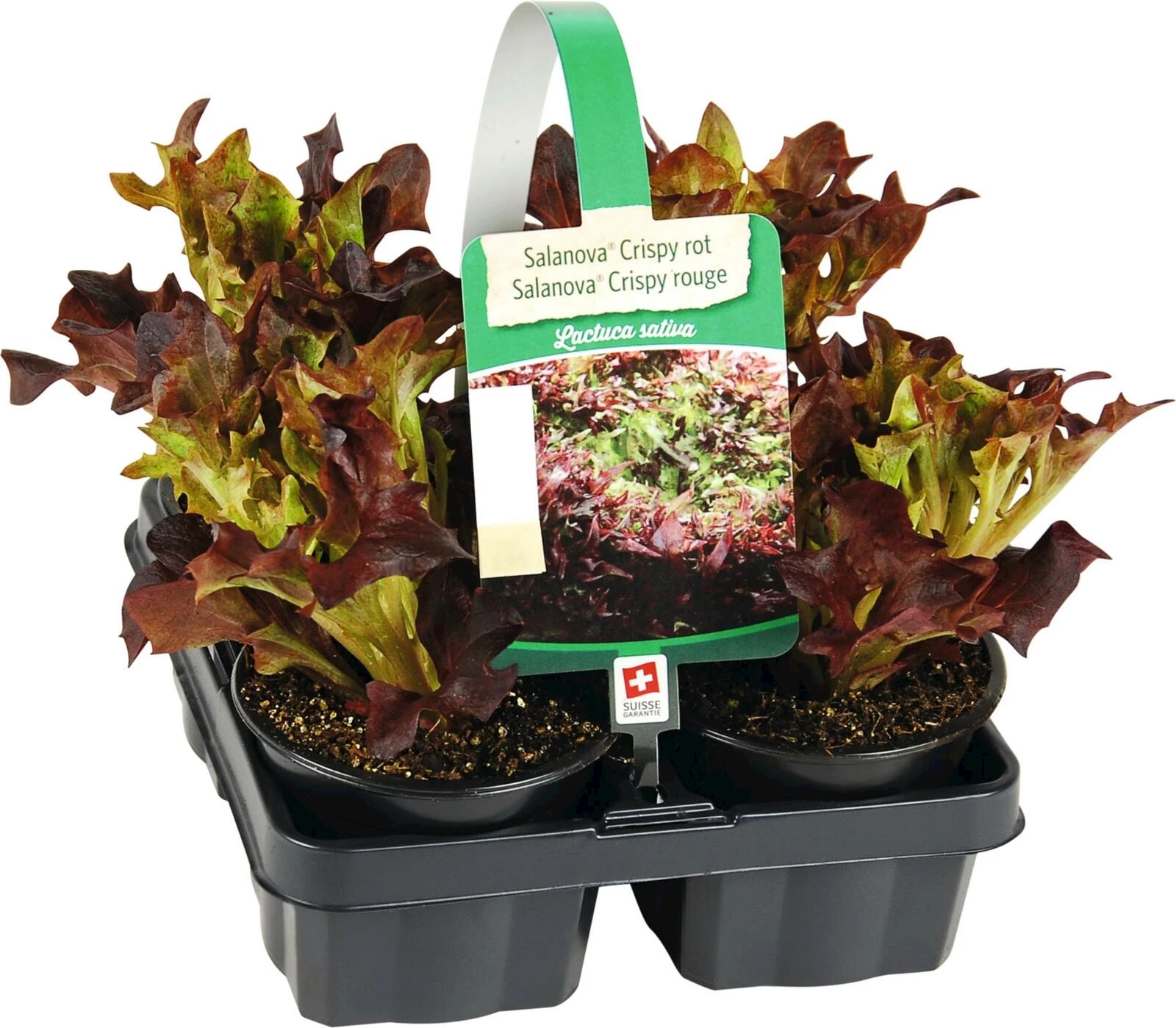 Salanova 4er Set Crispy rot P9 cm