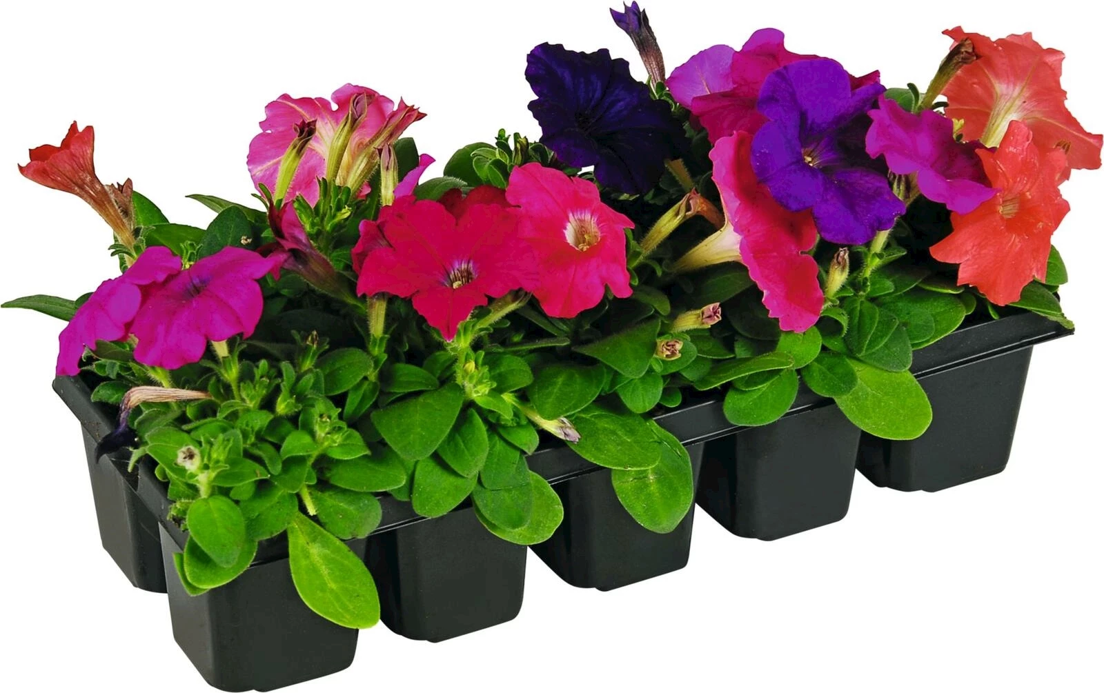 Pétunia susp. mélange bac à 10