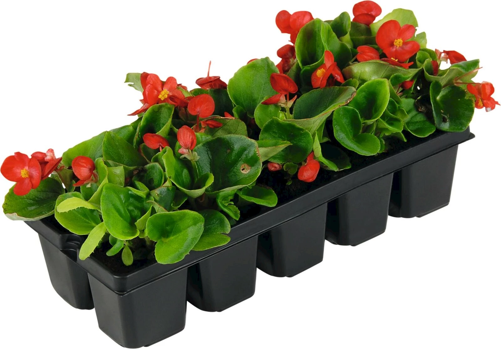 Begonien semperflorens rot 10er Schale kaufen Einjährige Beet u