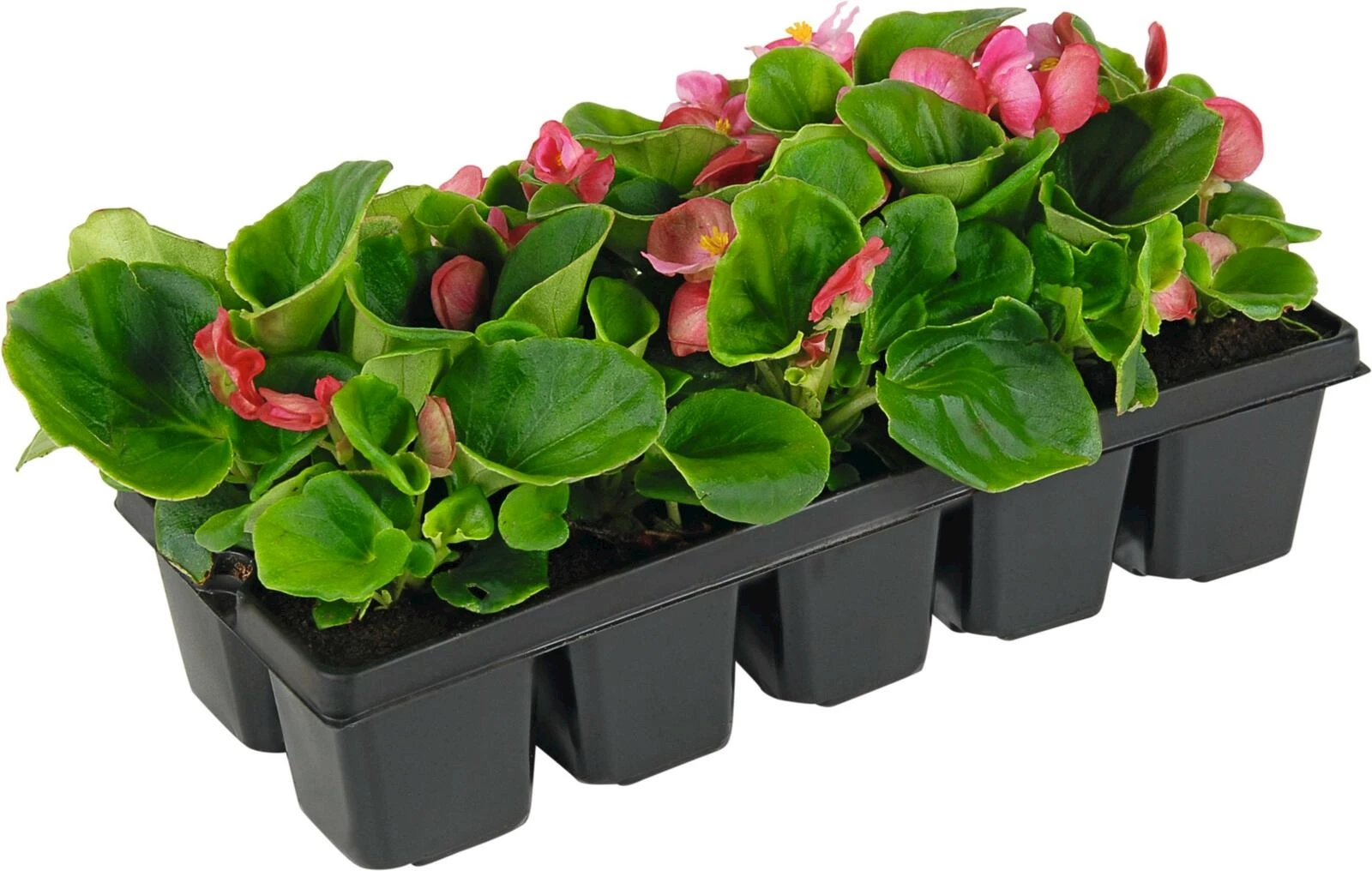 Begonien semperflorens pink 10er Schale kaufen Einjährige Beet u