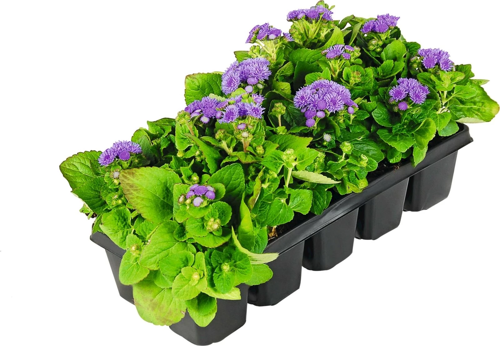 Ageratum 10er Schale