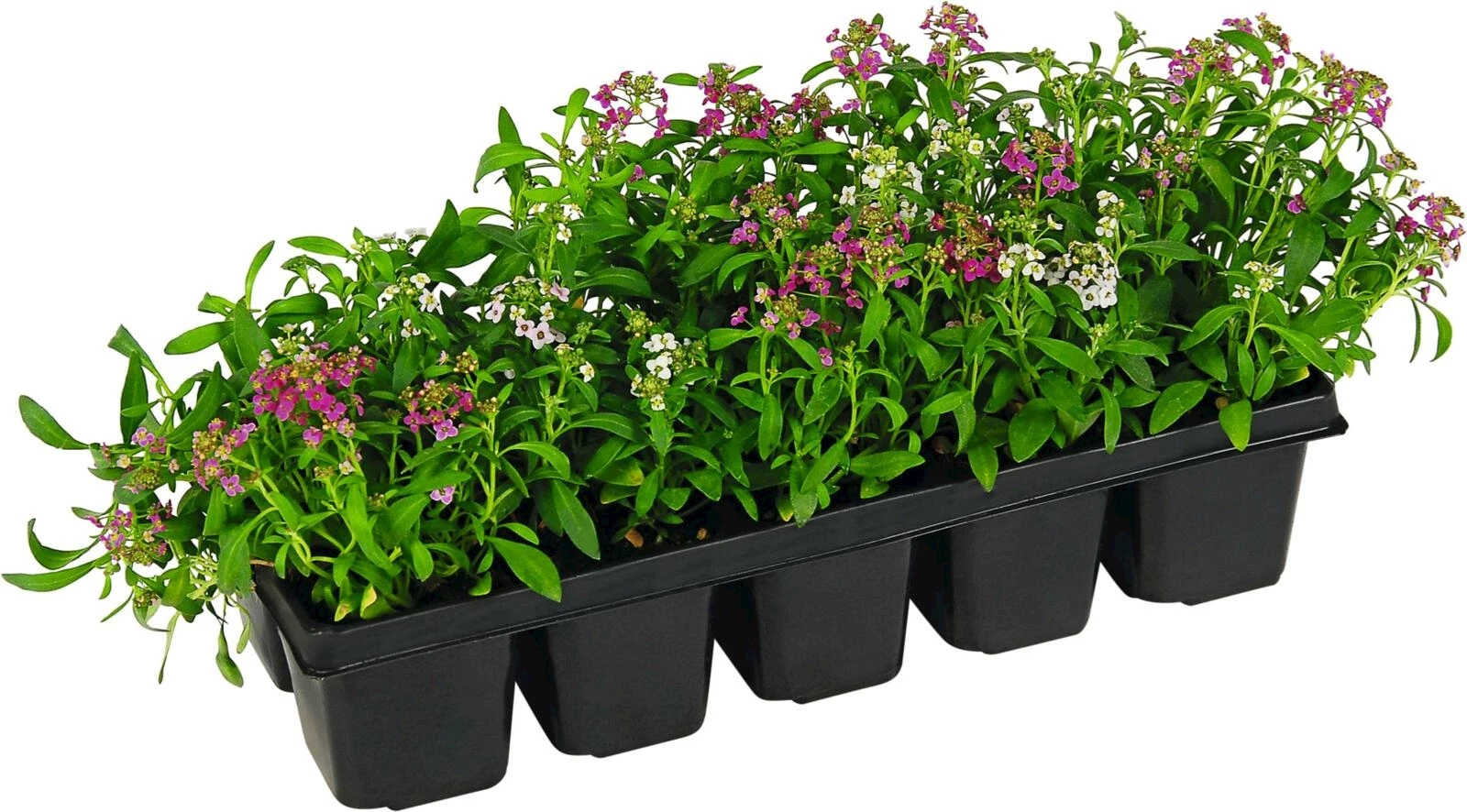 Lobularia Mischung 10er Schale