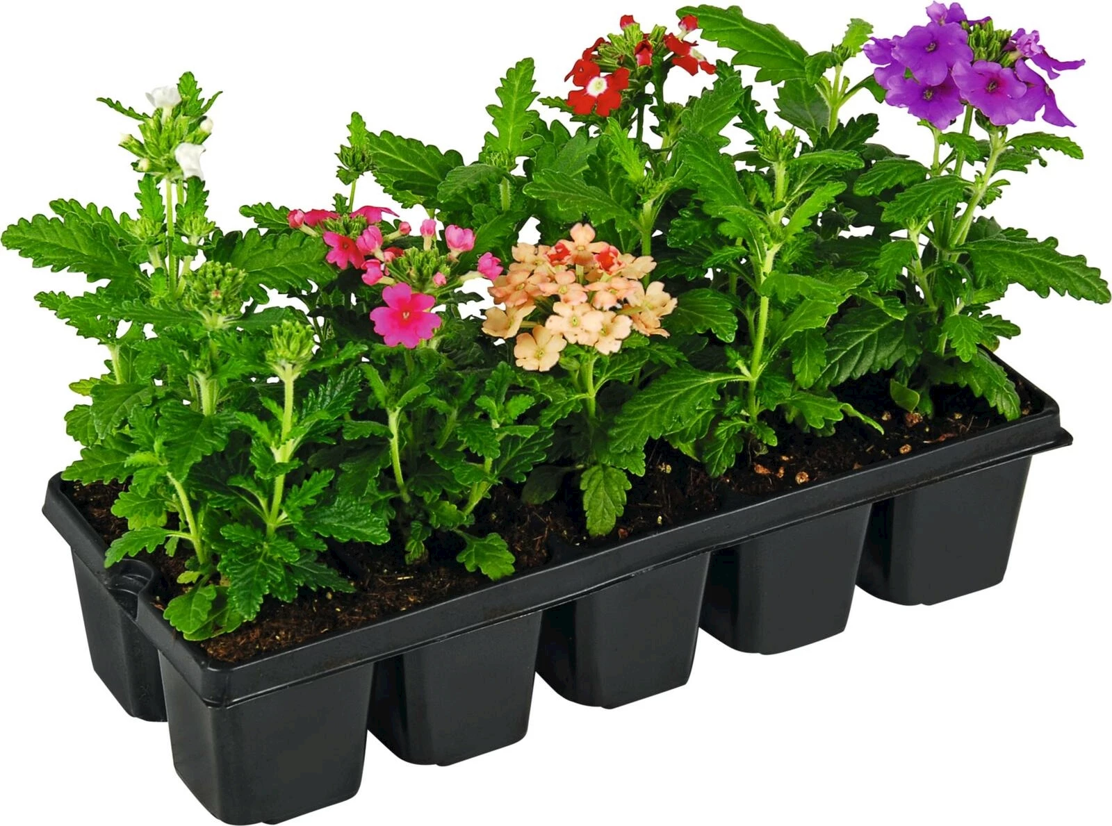 Verbenen Mischung 10er Schale