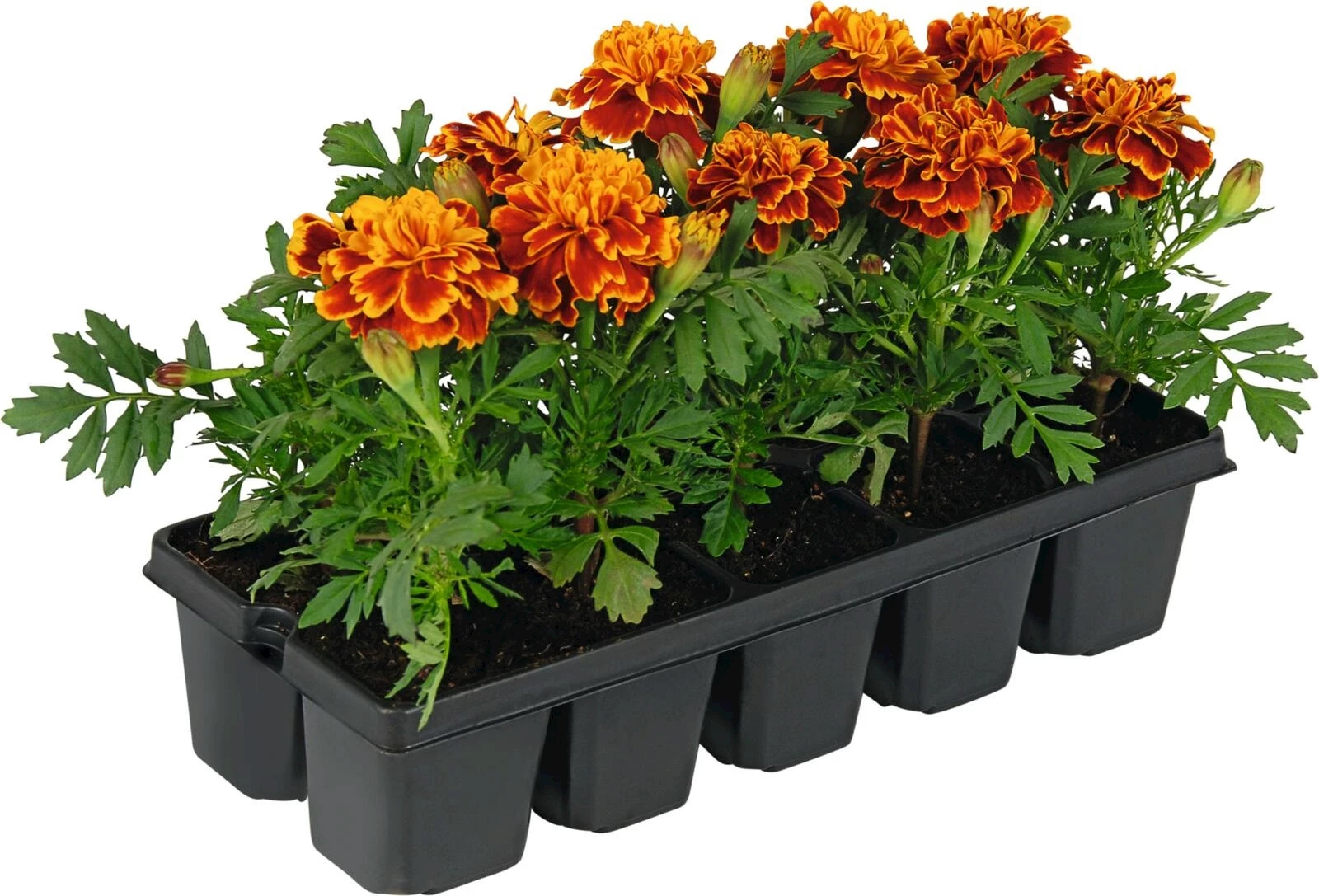 Tagetes flamenco bac à 10